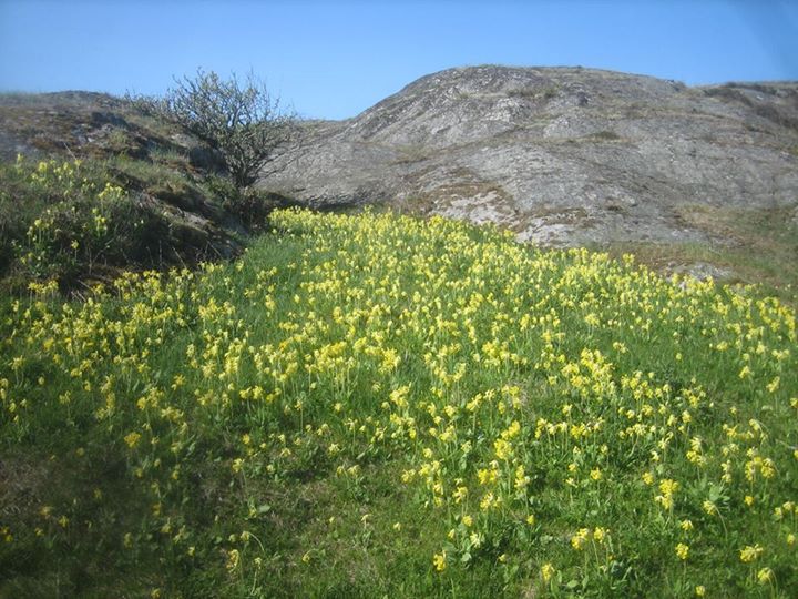 5 maj 2014 majnycklar LH